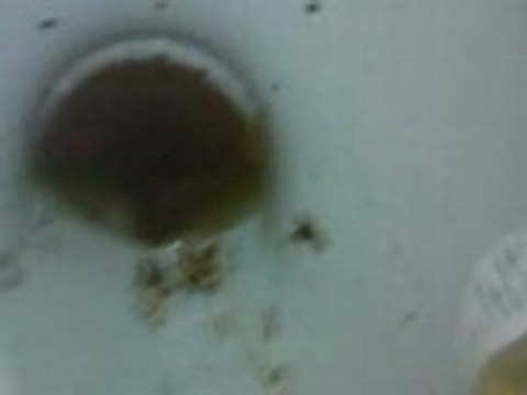 Merde caca escargot gastro trop beau ca mérite