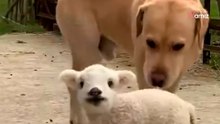Un cordero se queda huérfano y ninguna oveja lo quiere: el perro de la familia lo adopta (vídeo)
