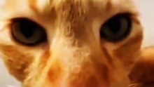 cute_cats_daily1-20250310-0001