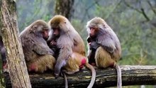 Funny Creatures