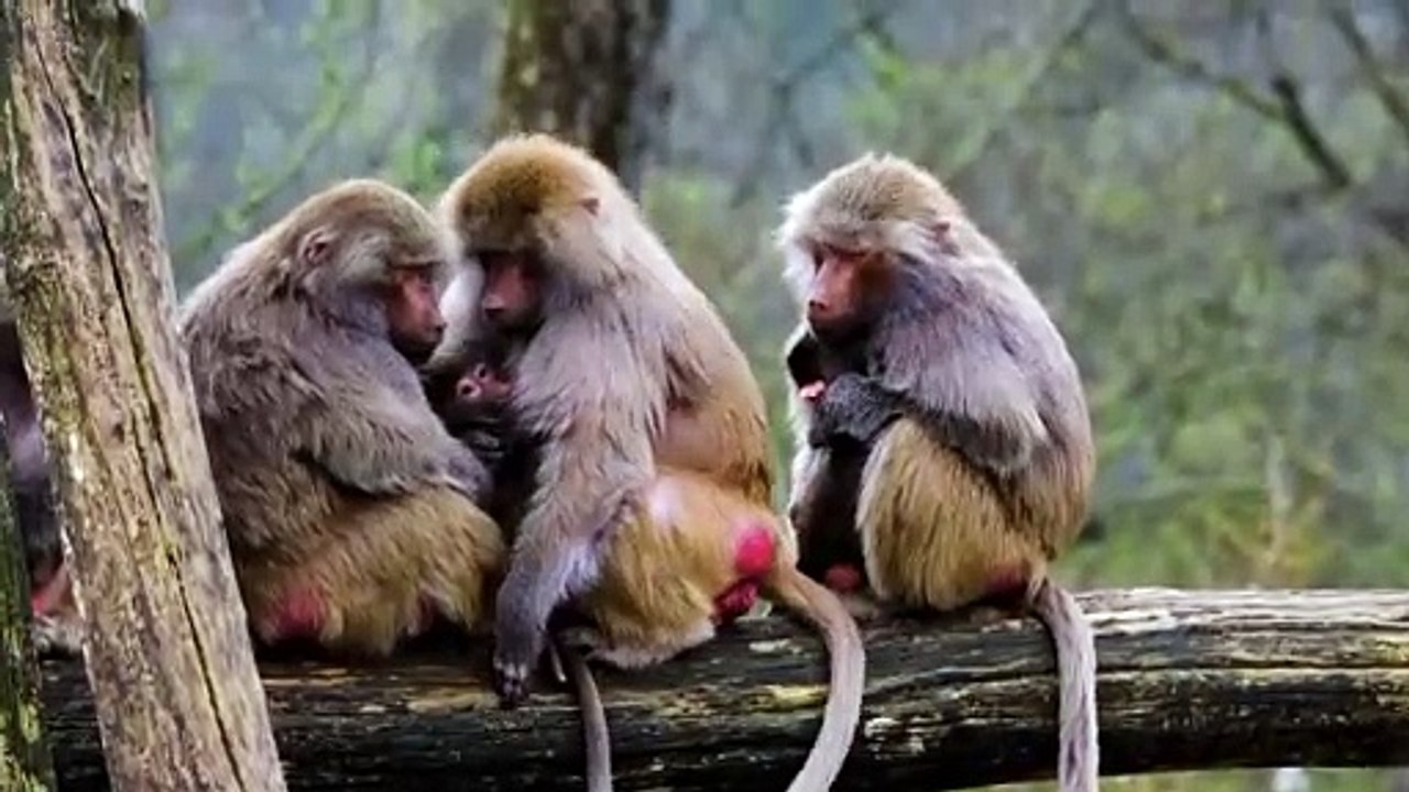 Funny Creatures