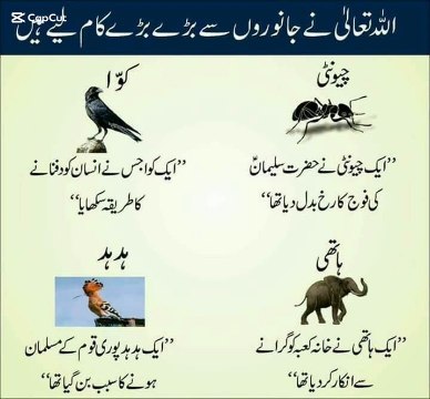 Amazing 👌#shorts #video #amazing #trending #viral #islam #islamic