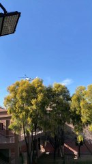 Helicopter Emergency Landing must watch so lucky