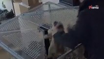 Il simule une crise d'épilepsie pour voler des chiots : la caméra dévoile un traffic parfaitement huilé (vidéo)