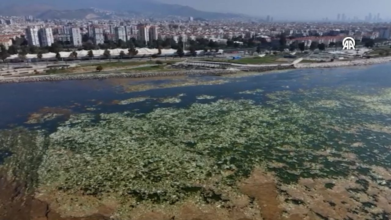 İzmir Körfezi'nde yosunlar yeşil örtü oluşturdu