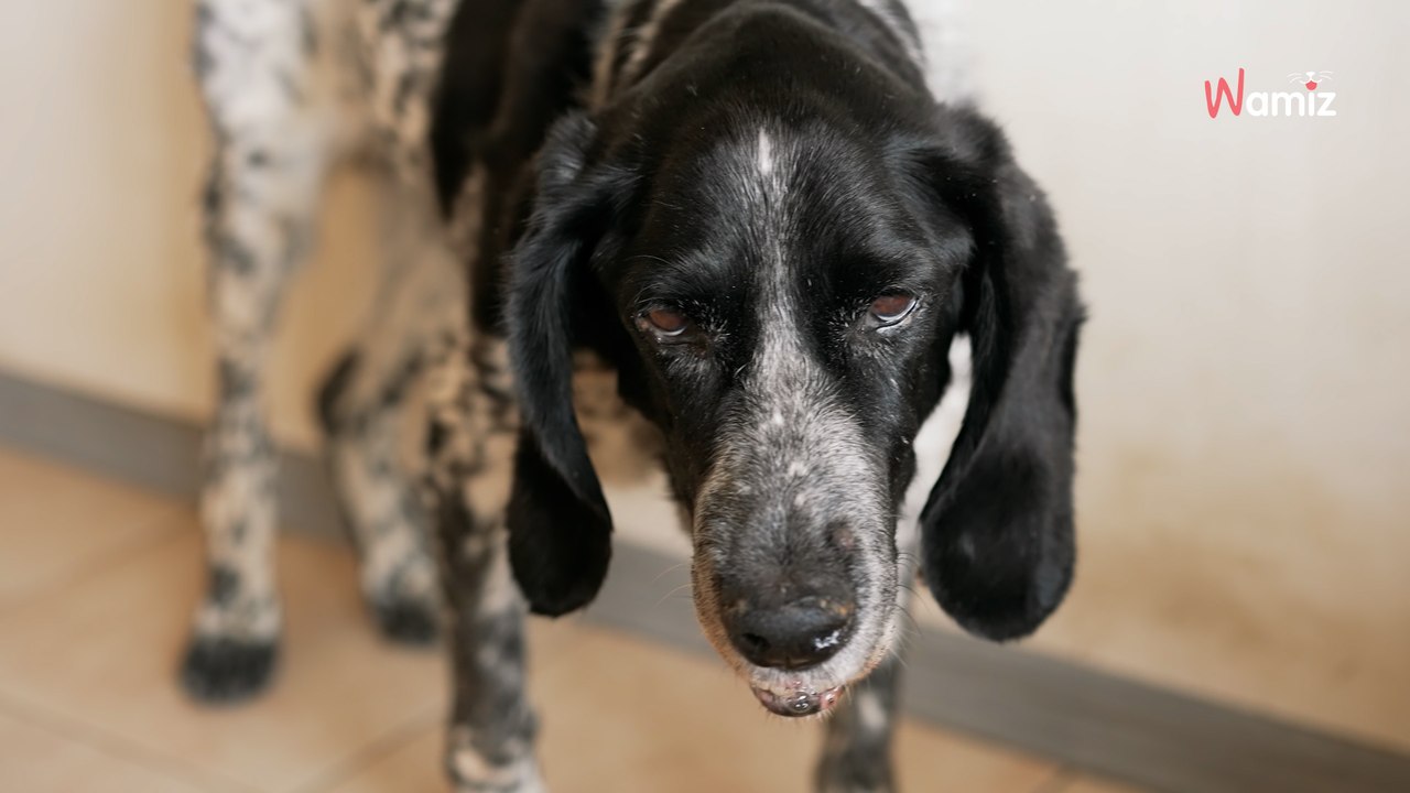 Ils donnent une explication douteuse pour euthanasier leur chien : le vétérinaire flaire la terrible vérité
