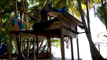 Survivor'da Sema ve Batuhan'ı üzen olay! Bakanlık müdahale etti