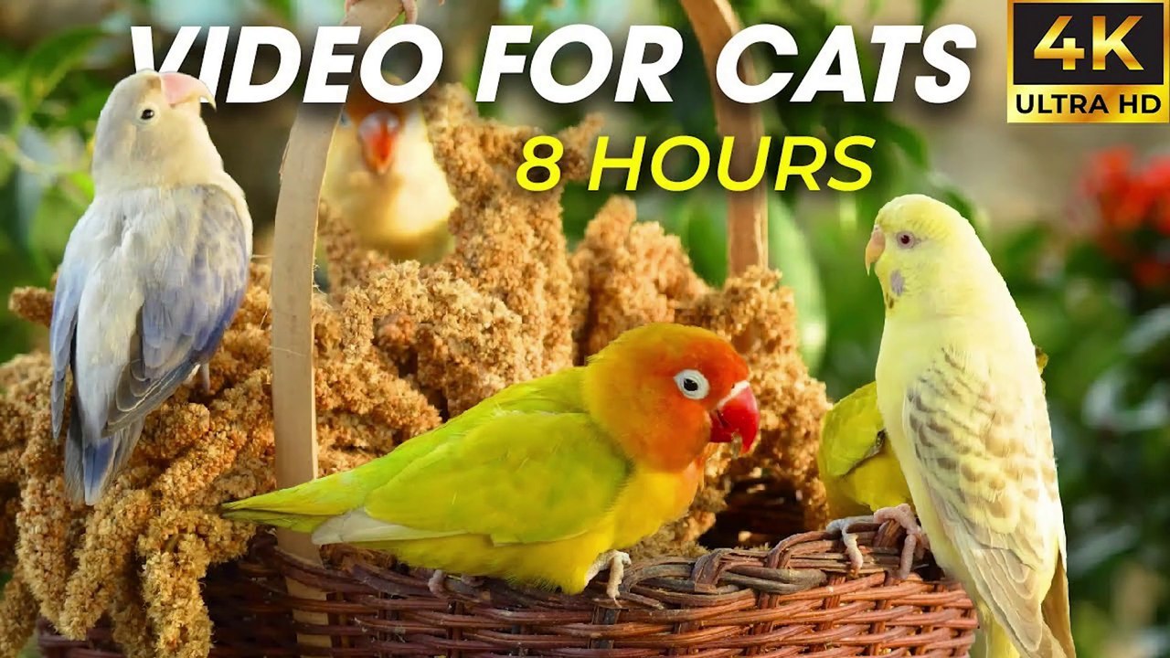 Soothing Bird Sounds & Movements – Engaging Video for Cats - CatTV Central