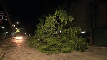 2 VO CAIDA DE ARBOL EN AVENIDA