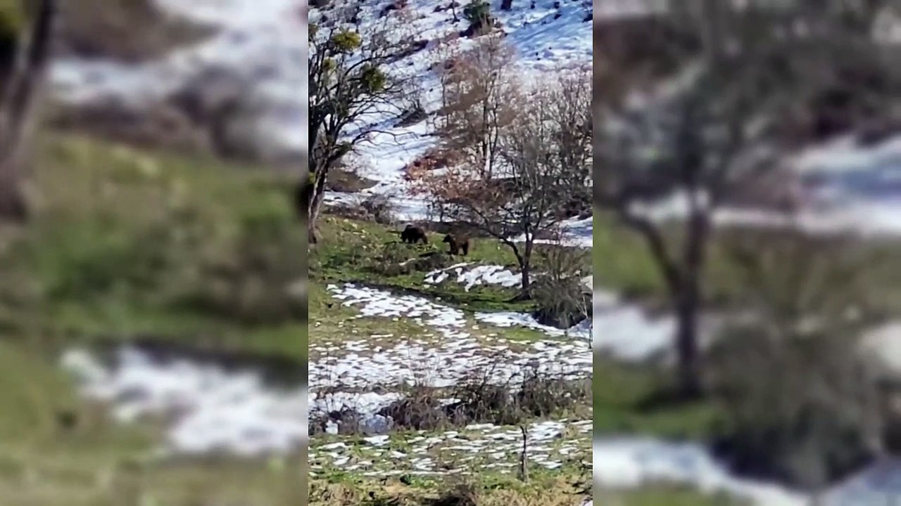 Yiyecek ararken görüntülendiler
