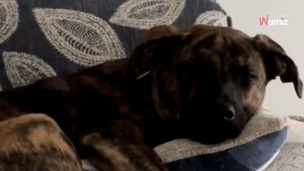 Elle surprend son chien en train de manger un aliment interdit : 1,3M de personnes ne comprennent pas son geste (vidéo)