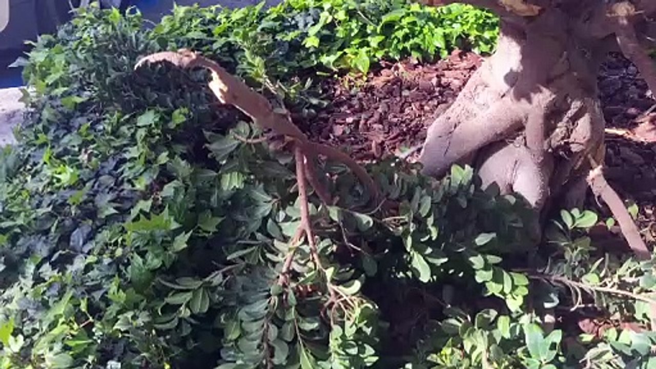 Sassari, ragazzi distruggono un ficus in via Roma: ?Gesto ignobile?