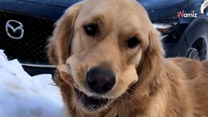 Un chien Golden Retriever croise une livraison Uber Eats : il prend une décision risquée (vidéo)