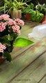 Houseplant tips for beginners