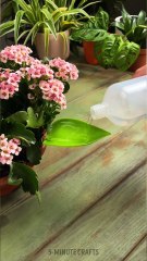 Essential Houseplant Tips for Beginners