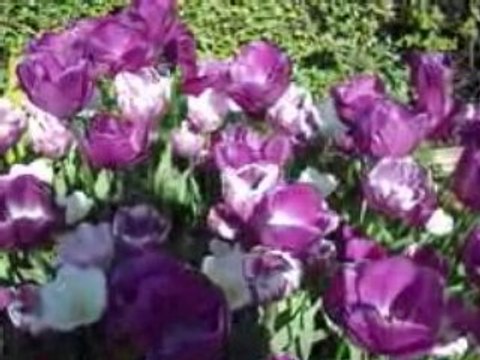 Fleurs Bords de Marne