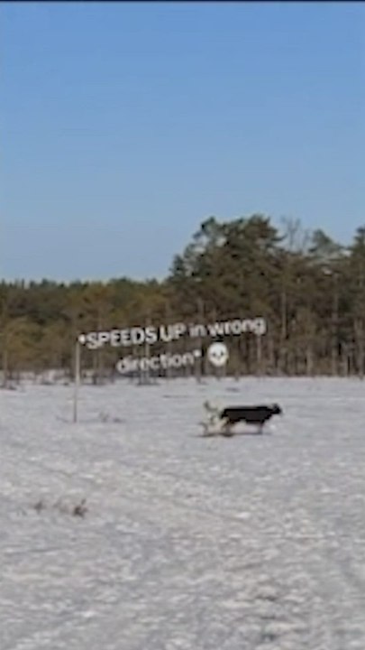 Un perro ciego pierde el rastro de su dueño y su hermano activa un rescate de inmediato que encoge el corazón