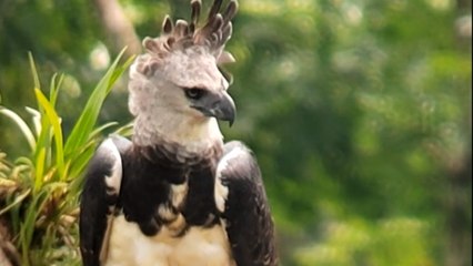 Mother Harpy Eagle with its chick chilling in her nest *Incredible Video*