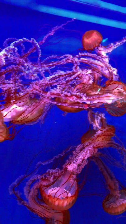 "Diving into the deep blue at Sea Life Bangkok! 🐠✨