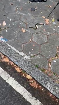 Polícia apreende cobras e macacos que seriam vendidos a traficantes por R$ 5 mil