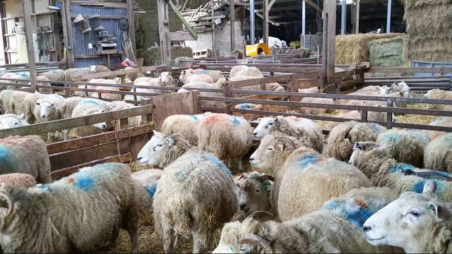 Exmoor National Park Authority is warning dogs should be on a lead when walking near ewes and lambs.