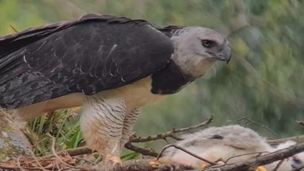 Mother Harpy eagle feasting on an Armadillo in her nest *Incredible Video*