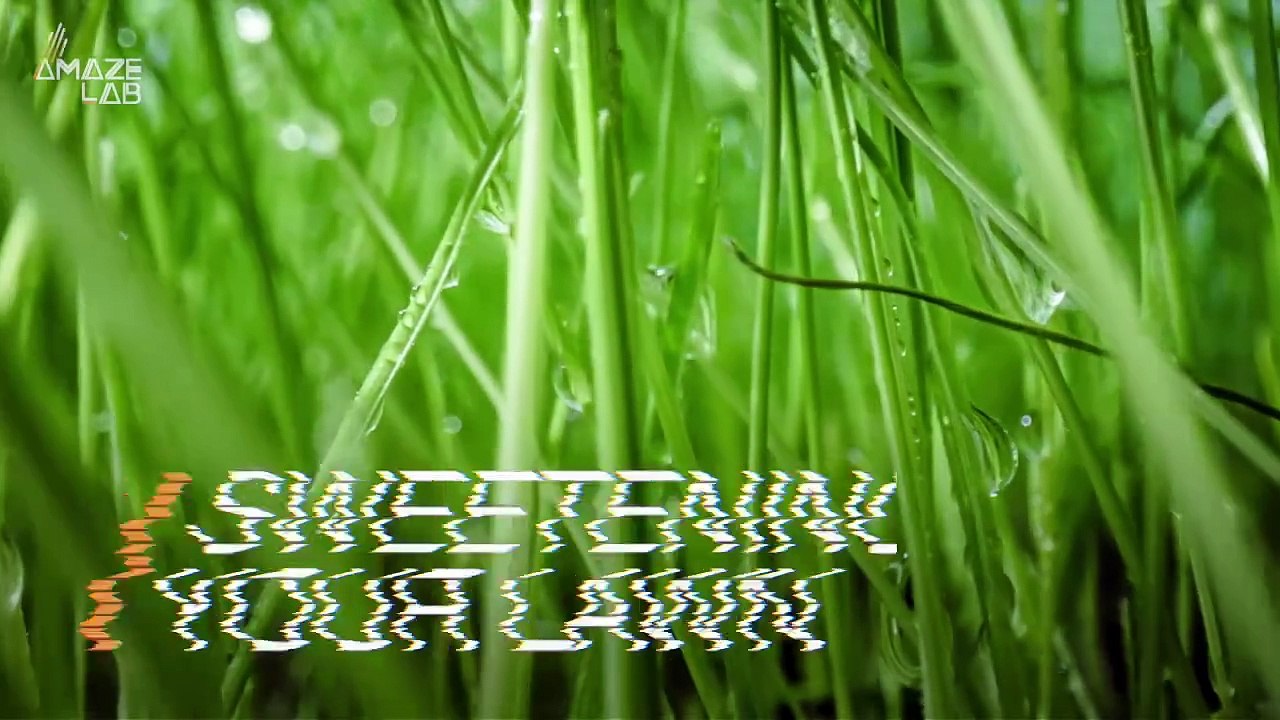 Adding Sugar to Your Lawn Care Routine Could Lead to a Better Lawn