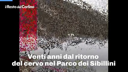 Venti anni dal ritorno del cervo nel Parco dei Sibillini
