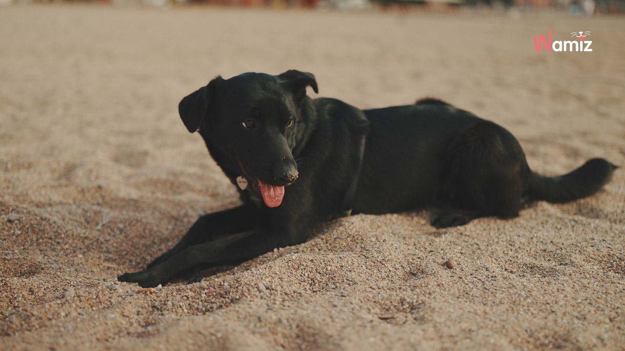 Un ado filme un chien se faisant jeter par la fenêtre : il est interpellé à l’aéroport