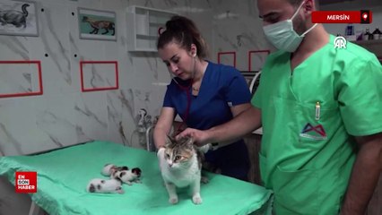 Mersin'de camide doğum yapan kedi ve 3 yavrusu koruma altına alındı