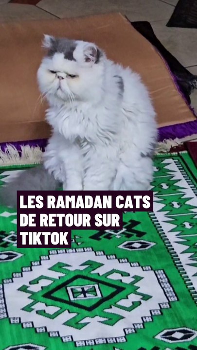 Les chats pendant le Ramadan