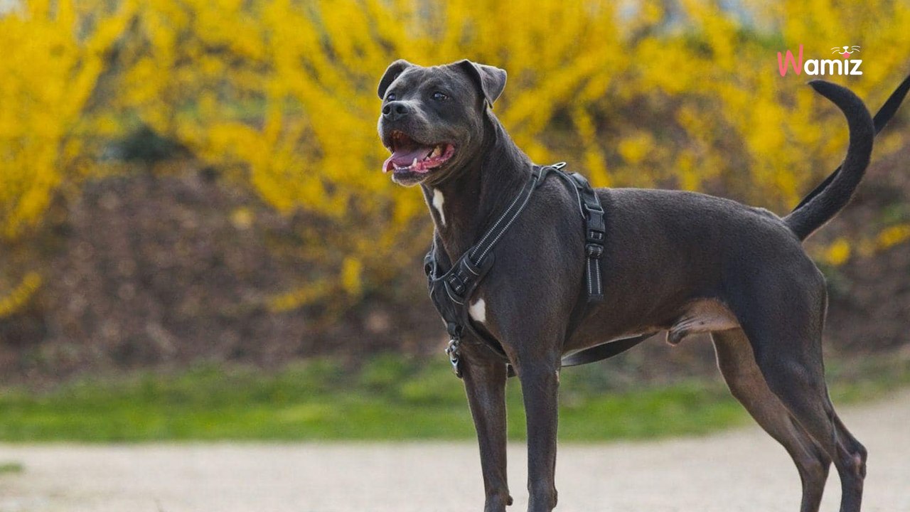Ils ne veulent plus de leur chien au bout de 5 ans : Falco est un gentil chien qui ne mérite pas de finir en box