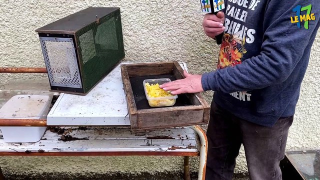 UN APICULTEUR VOUS PRÉSENTE DES PIÈGES À FRELONS ASIATIQUES