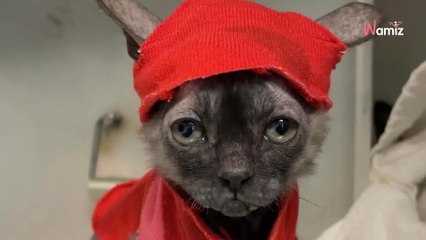 Rescuers save 30 cats from house: Unusual looking kitten leaves them speechless