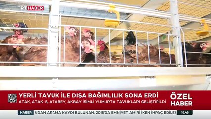 Yerli tavuk ile dışa bağımlılık sona erdi