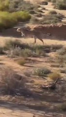 La impecable técnica de caza de este guepardo