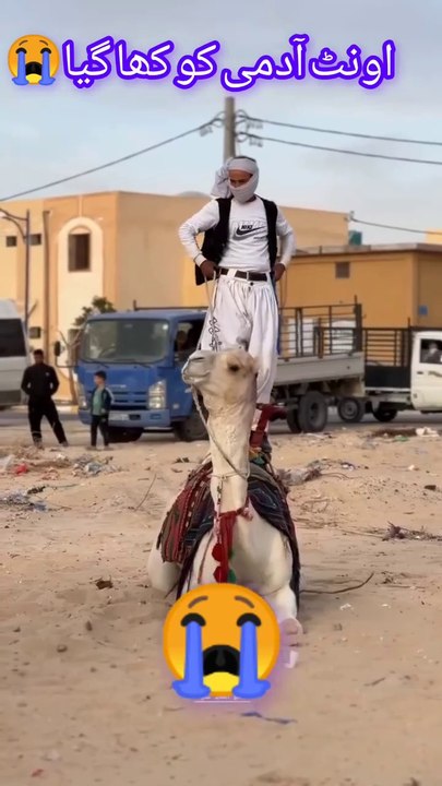 Camel