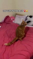 CAUGHT IN THE ACT 🚨😼