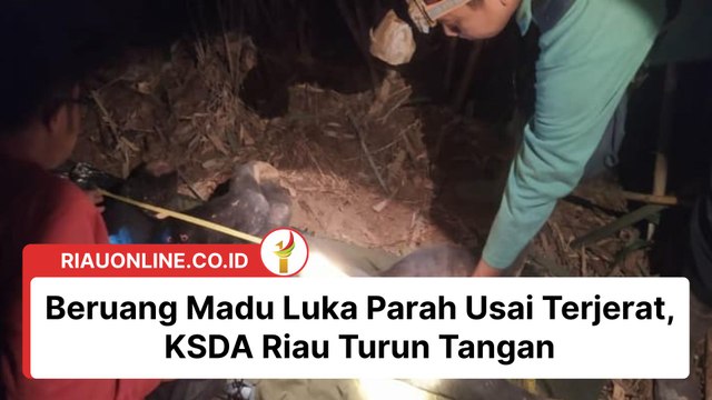 Beruang Madu Luka Parah Usai Terjerat, KSDA Riau Turun Tangan #riauonlinecoid #riauonline #Satwadilindungi #KSDARiau
