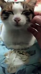 Cat.exe stopped working