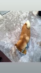 Talk to him to pick up another child to raise, and he's like: