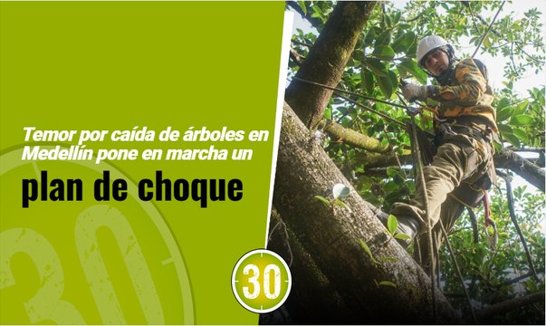 Temor por caída de árboles en Medellín pone en marcha un plan de choque