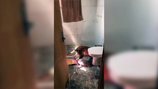 Homem é preso em flagrante por tráfico de drogas na Rua Kamaças