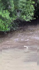 atque de cocodrilo gigante