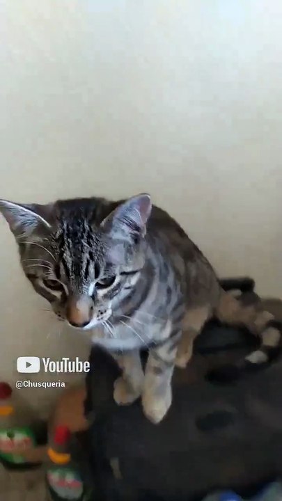 el gato chamacorron posando para grabar un video para el gatito pollito de @MAVTUBEYT  #shorts