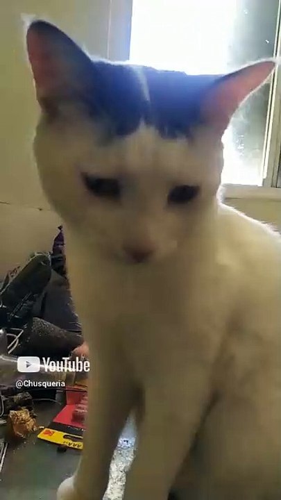 ¿Donde esta el gato pollito_ pernanca busca a su amigo el gatito chamacorron #shorts  @MAVTUBEYT