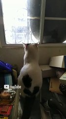 Gato pernanca se asoma por la ventana para buscar al gatito pollito #shorts saludos a @MAVTUBEYT