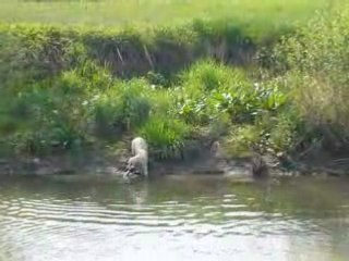 Calis au raport à l'eau, Mai 2008
