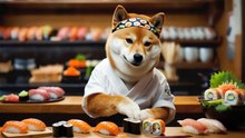 ShibaInu-of-sushimaster-02