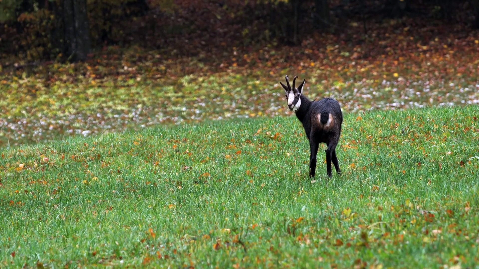 Funny Animal Moments